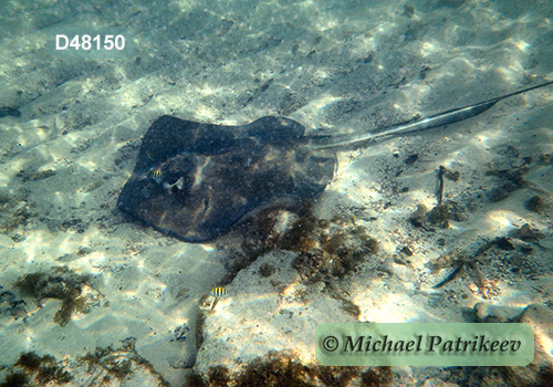 Southern Stingray (Dasyatis americana or Hypanus americanus)